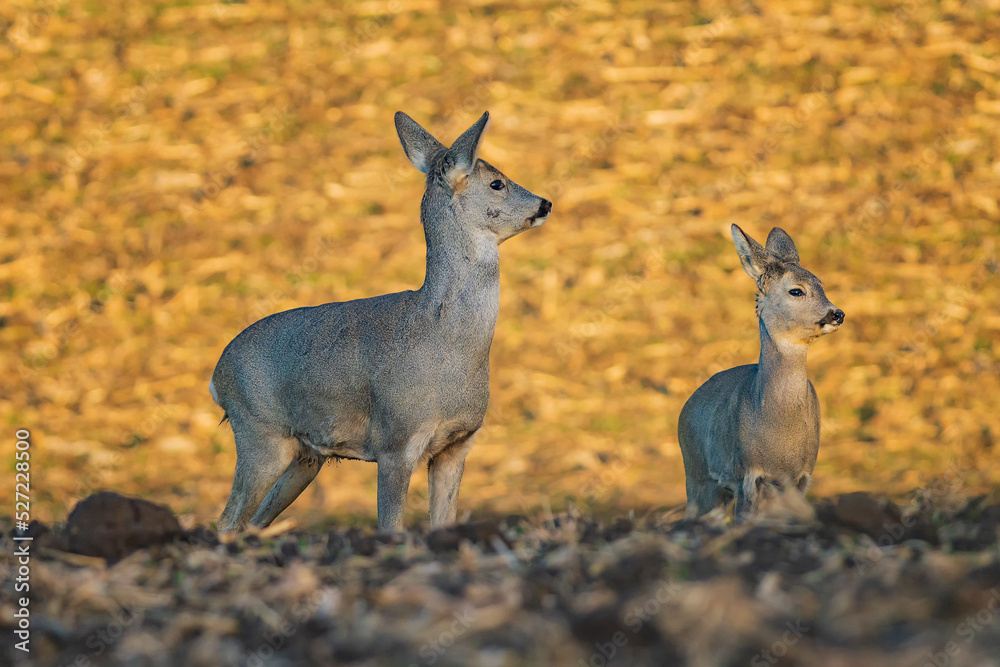 The roe deer (Capreolus capreolus), also known as the roe, western roe deer, or European roe, is a species of deer. The roe deer (Capreolus capreolus), also known as the roe, western roe deer, or European roe, is a species of deer.