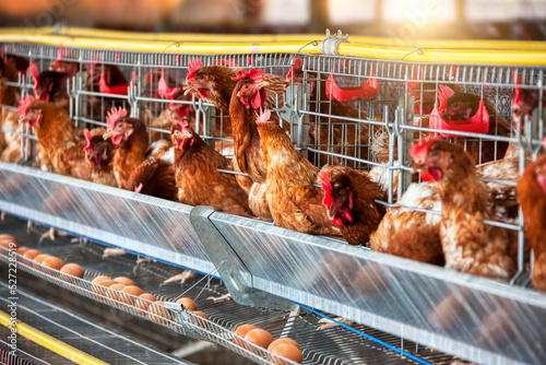 egg laying hens photo