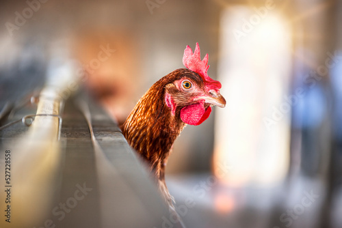 Fotografie, Tablou egg laying hens