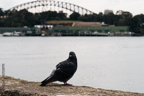 pigeon close up in foreground with view of Sydney Harbour Bridge in background