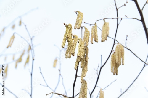 hazel branches in the spring in the forest