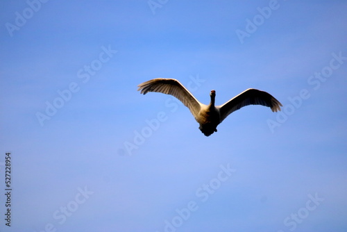 cygne 