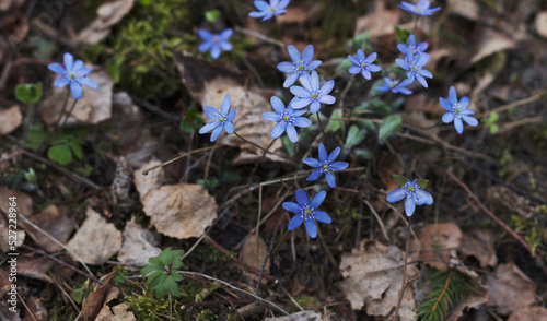 Blue flowers in the forest in the evening spring light