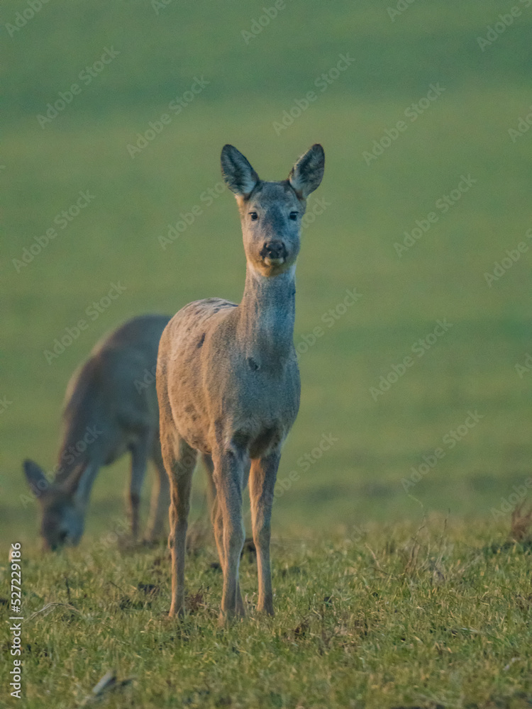 The roe deer (Capreolus capreolus), also known as the roe, western roe deer, or European roe, is a species of deer. The roe deer (Capreolus capreolus), also known as the roe, western roe deer, or European roe, is a species of deer.
