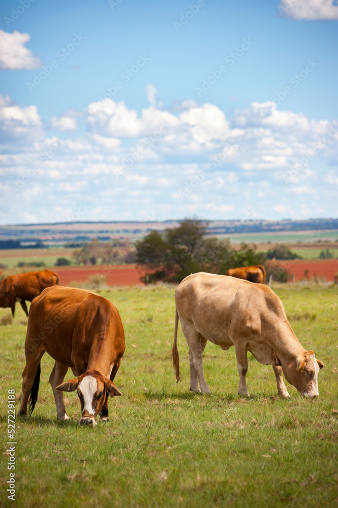 cows on the meadow