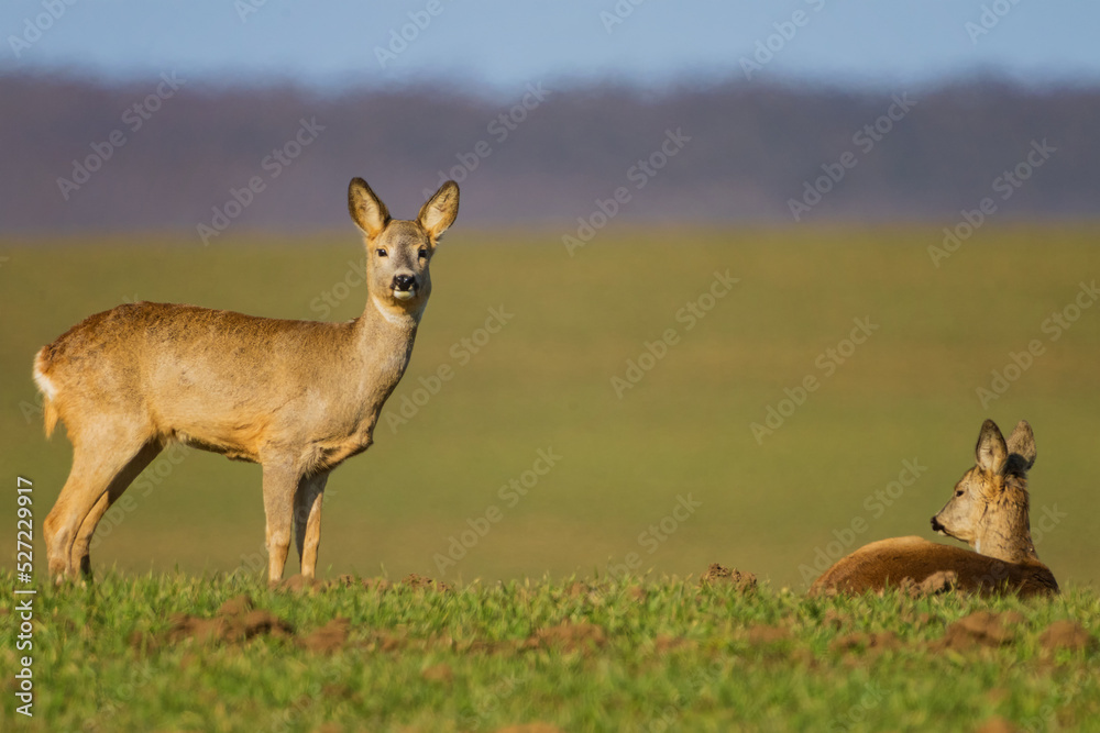 The roe deer (Capreolus capreolus), also known as the roe, western roe deer, or European roe, is a species of deer. The roe deer (Capreolus capreolus), also known as the roe, western roe deer, or European roe, is a species of deer.