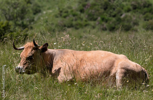 Fototapeta Naklejka Na Ścianę i Meble -  Vache allongée dans un près