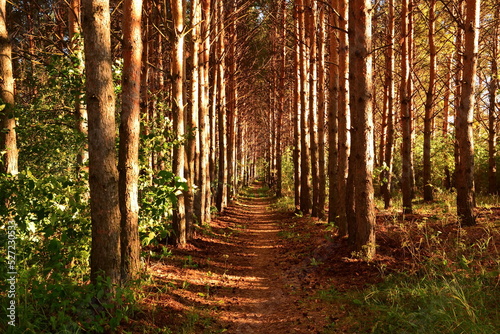 a path in the golden coniferous forest between the tall trunks of pine trees at sunset. Horizontal frame