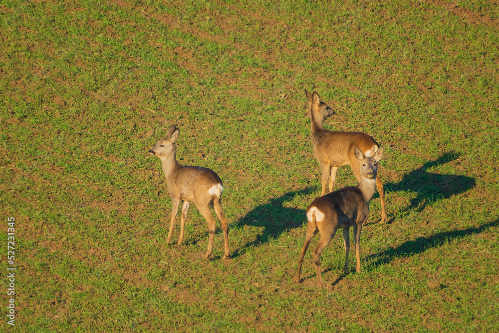 Fototapeta premium The roe deer (Capreolus capreolus), also known as the roe, western roe deer, or European roe, is a species of deer.