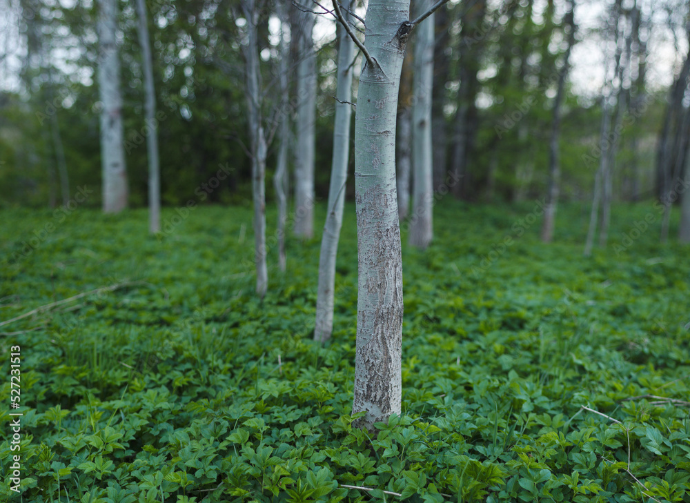 Obraz premium A forest of trees in green grass in spring
