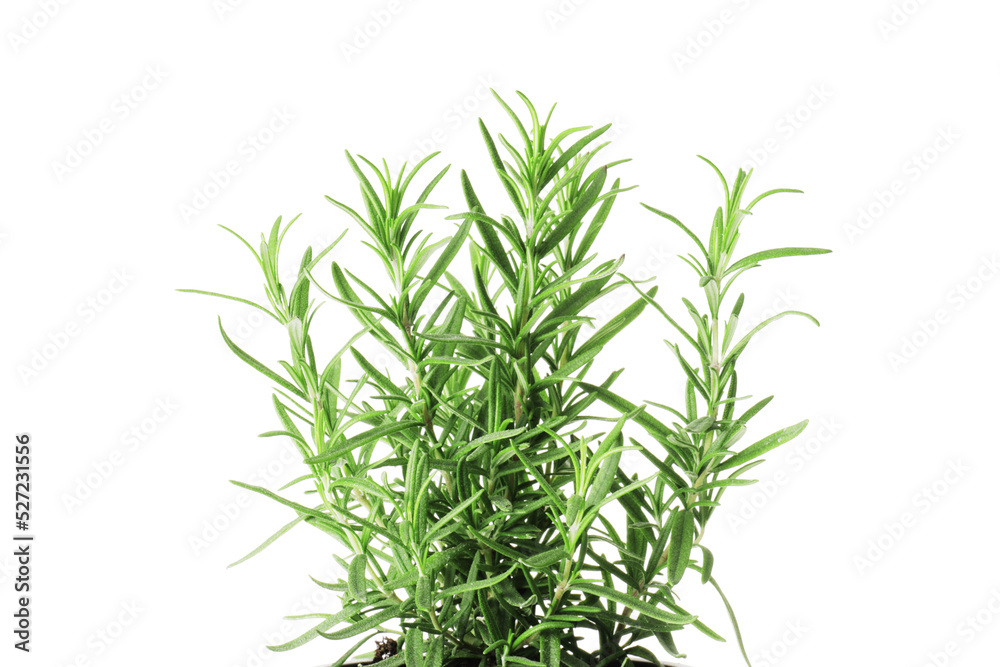 Fresh rosemary in a pot isolated on white background Fresh rosemary in a pot isolated on white background