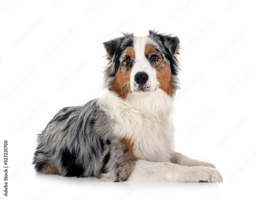 australian shepherd in studio