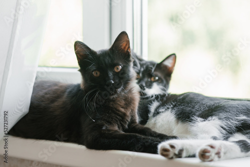 Two beautiful young kitten in black and white lies on the window. Home favorite pet