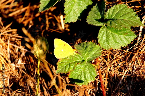 papillon 