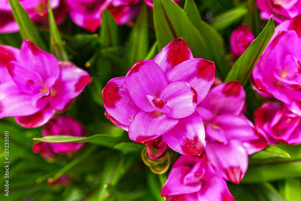 Curcuma flowers. Turmeric pink bloom plant. Natural treatment plant drug.