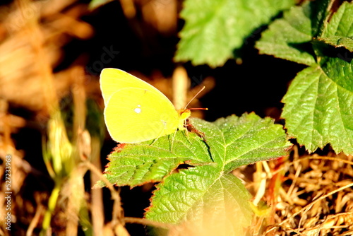 papillon 