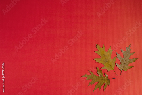 Autumn frame in the form of autumn oak leaves on a red background. Copy Space