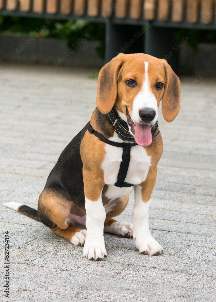 puppy sits in the park on a stone surface, front view puppy sits in the park on a stone surface, front view