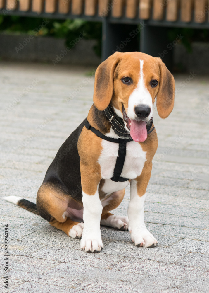 puppy sits in the park on a stone surface, front view