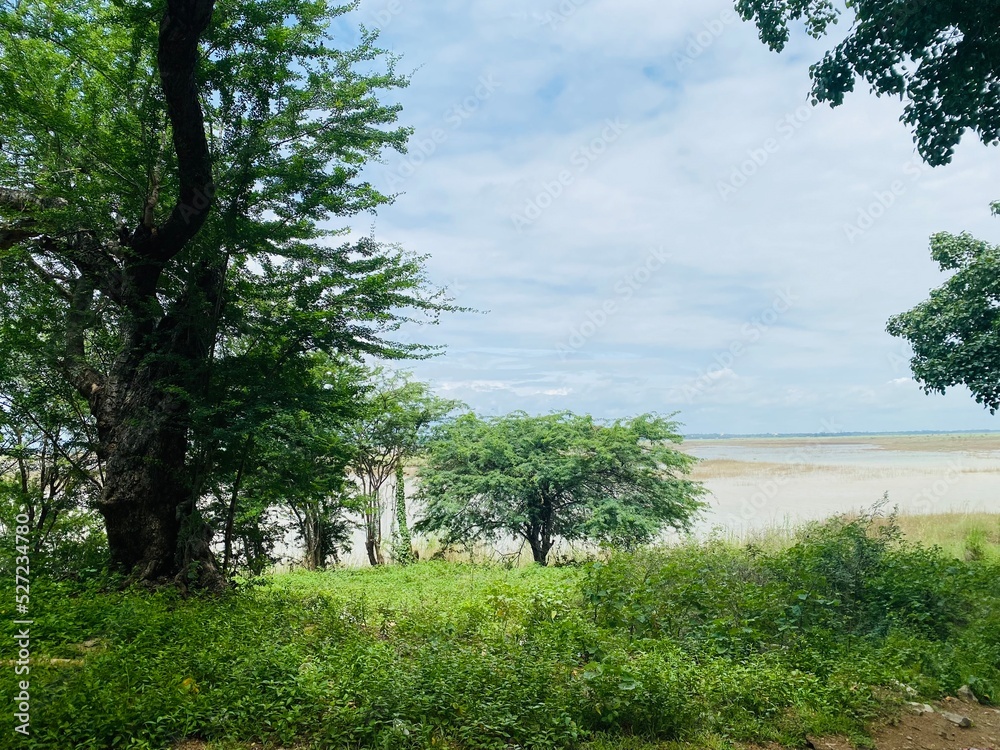 Fototapeta premium tree in the field