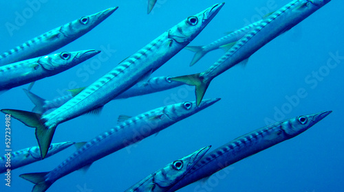 Photography Barracuda, Sphyraena spp
