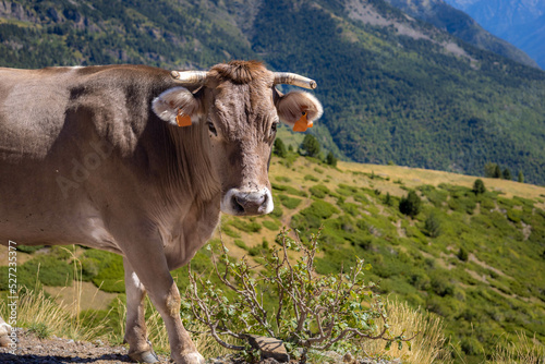 Brown big cow in Pyrenees in the middle of the meadow looking at camera