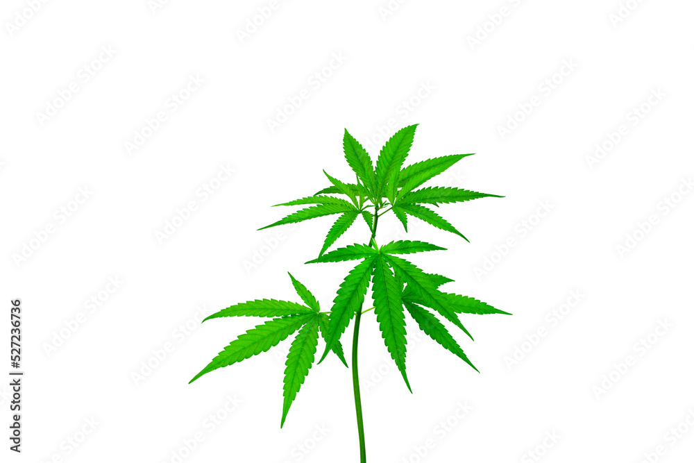 cannabis plant isolated on a white background cannabis plant isolated on a white background