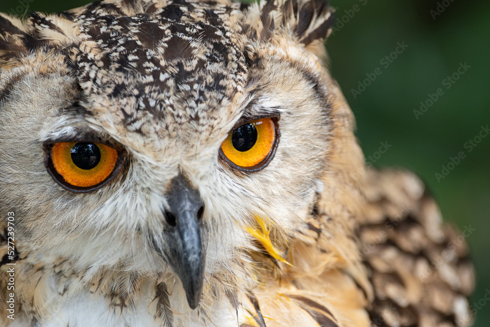 Obraz premium 見つめるミミズク