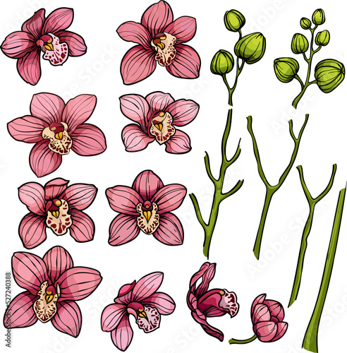 set orchid flowers, Orchid Tropical Flowers Floral Elements, pink, purple flowers, buds, tropical plants on white background
