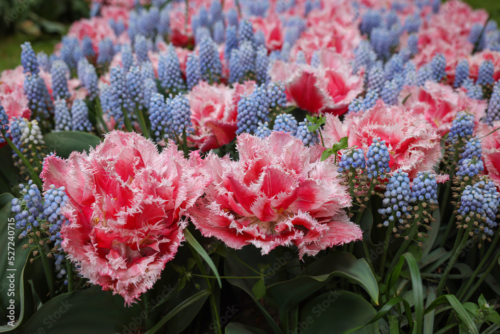 Many beautiful tulip and muscari flowers growing outdoors, closeup. Spring season Many beautiful tulip and muscari flowers growing outdoors, closeup. Spring season