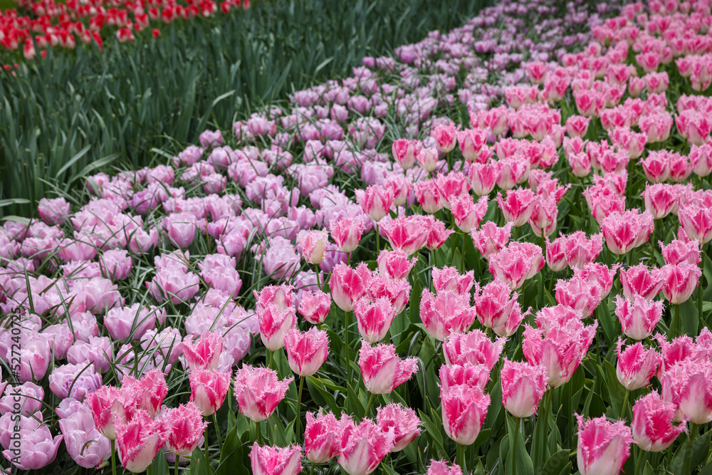 Many beautiful tulip flowers growing outdoors. Spring season Many beautiful tulip flowers growing outdoors. Spring season