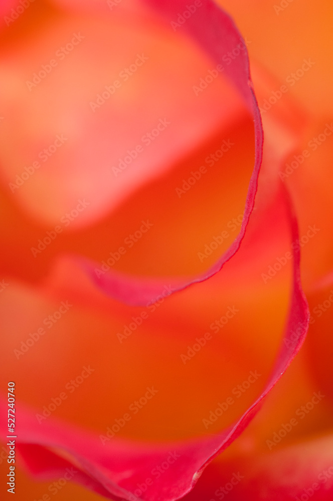 Rose flower fragment, macro shot Rose flower fragment, macro shot