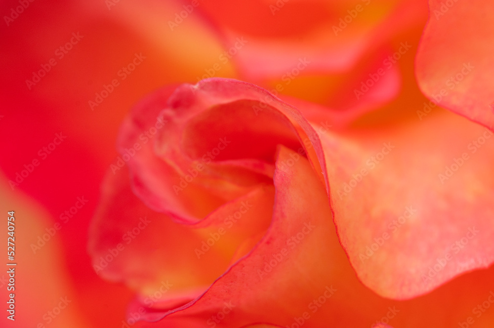 Rose flower fragment, macro shot Rose flower fragment, macro shot