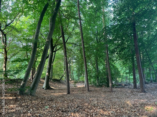 Beautiful green trees in forest on sunny day