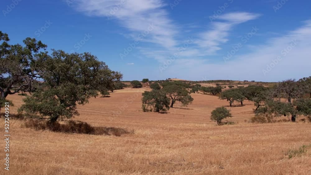 Aerial View Of Typical Alentejo Plain With Cork Oak Tree Plantation In Portugal. Aerial View Of Typical Alentejo Plain With Cork Oak Tree Plantation In Portugal.