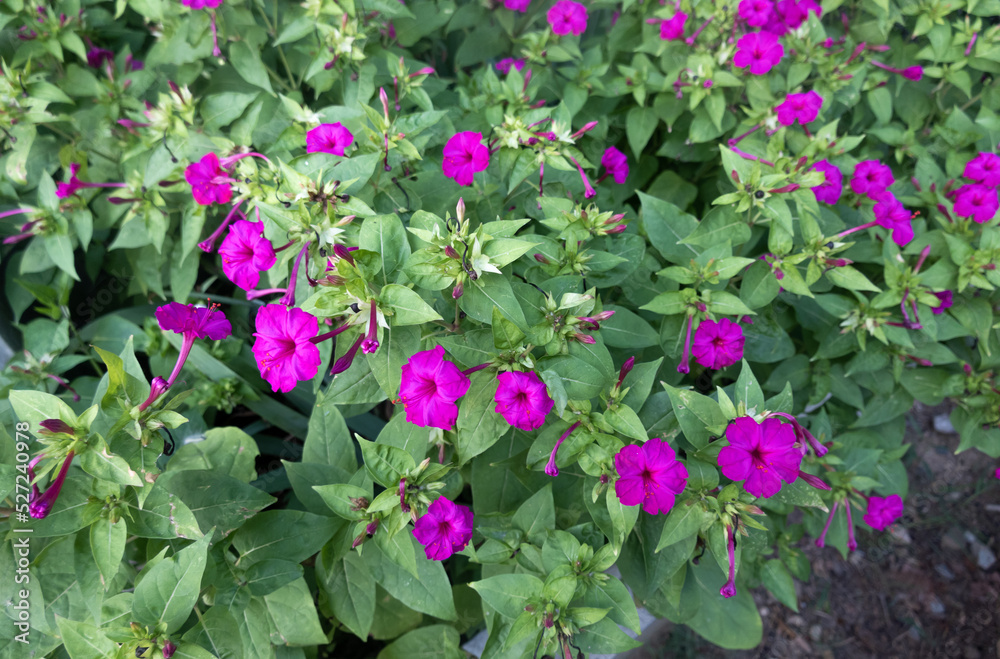 Four o'clock flower (Mirabilis jalapa) is a perennial plant with variegated flowers native Turkey.