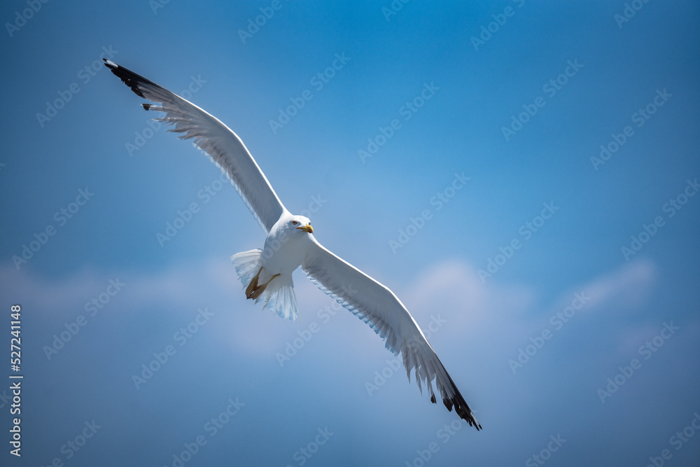 Obraz premium Seagull