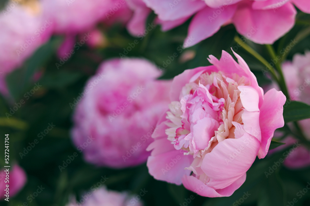 Obraz premium Blooming peony plant with beautiful pink flowers outdoors, closeup. Space for text