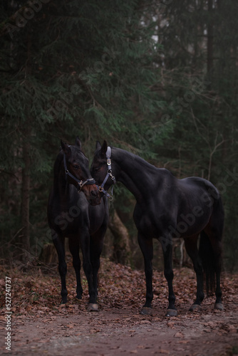 Horses in the woods. Autumn and horses