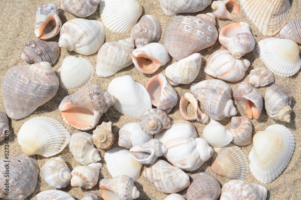 Many beautiful sea shells on sand, closeup