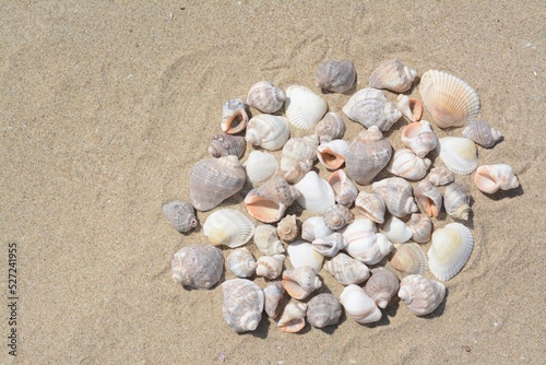 Many beautiful sea shells on sandy beach, above view. Space for text
