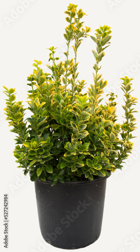 Euonymus fortunei emerald gold plant in flowerpot on isolated white background, selective focus shot. photo