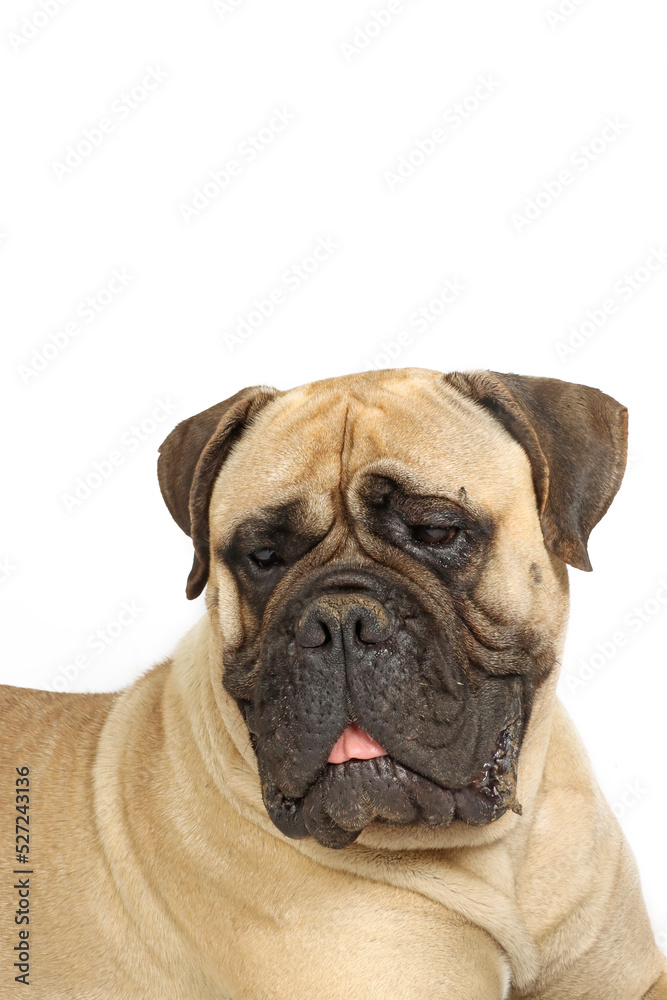 guard dog isolated on white 