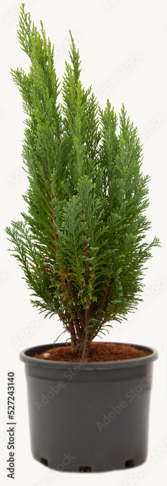 Arborvitae plant in flowerpot on isolated white background, selective focus shot.