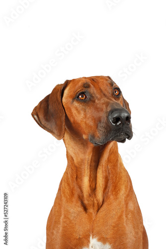 Rhodesian ridgeback isolated  