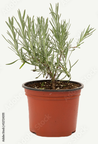 Lavandula officinalis plant in tile-colored flowerpot on isolated white background, selective focus shot.