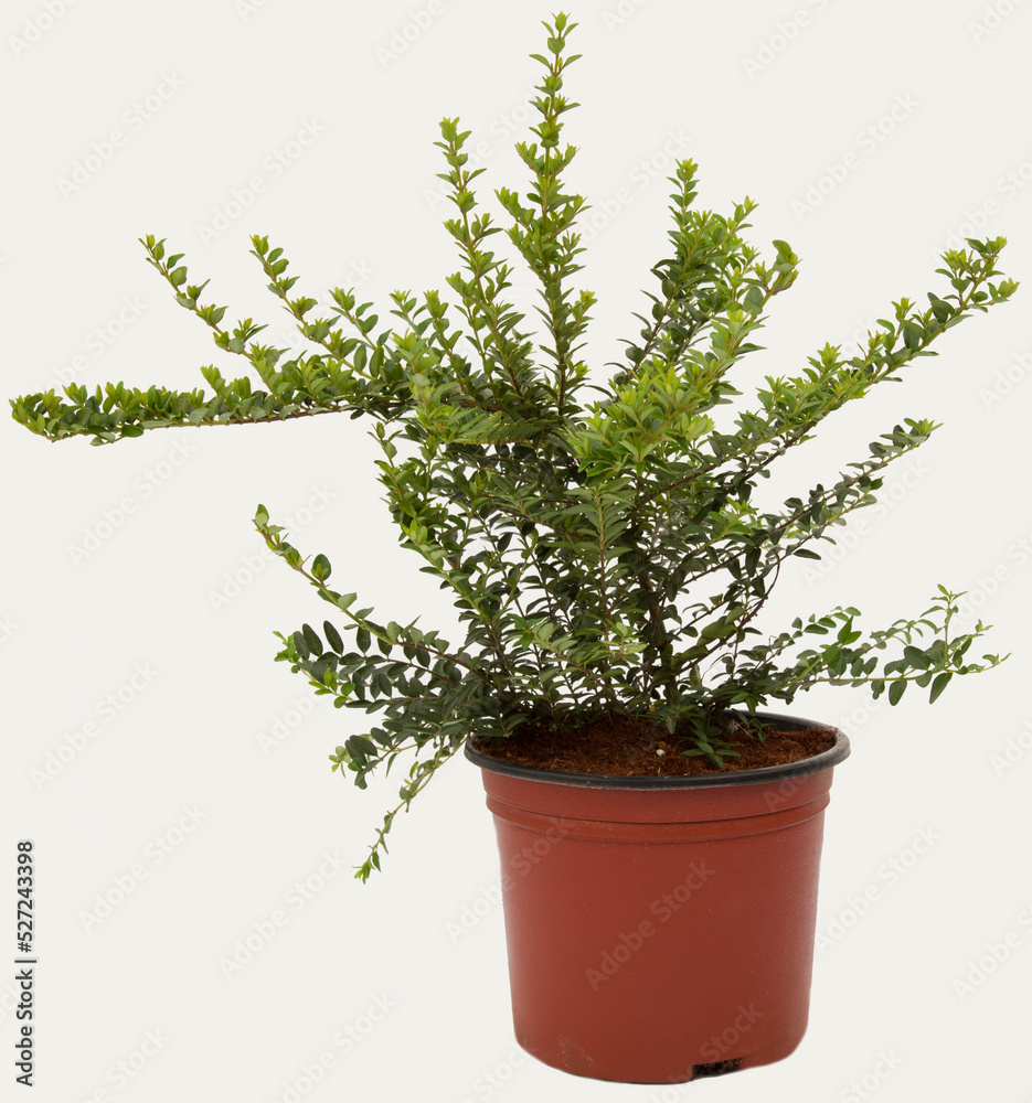 Lonicera plant in tile-colored flowerpot on isolated white background, selective focus shot. Lonicera plant in tile-colored flowerpot on isolated white background, selective focus shot.