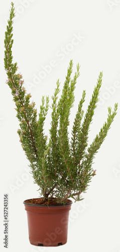 Rosemary rosmarinus officanalis plant in tile-colored flowerpot on isolated white background  selective focus shot.