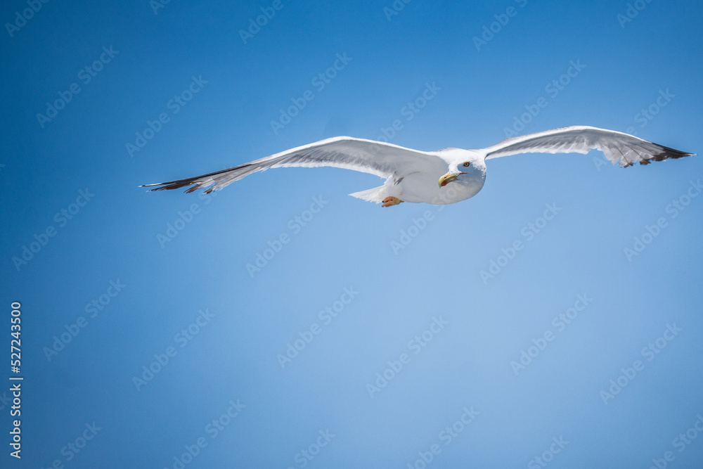 Seagull Seagull