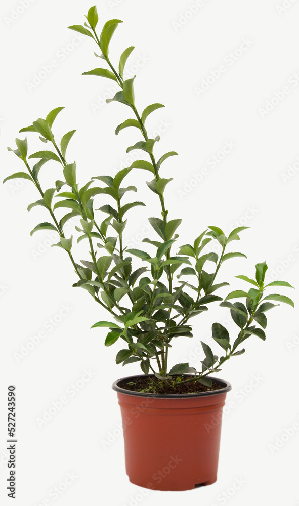 Euonymus green taflan plant in tile-colored flowerpot on isolated white background, selective focus shot. Euonymus green taflan plant in tile-colored flowerpot on isolated white background, selective focus shot.